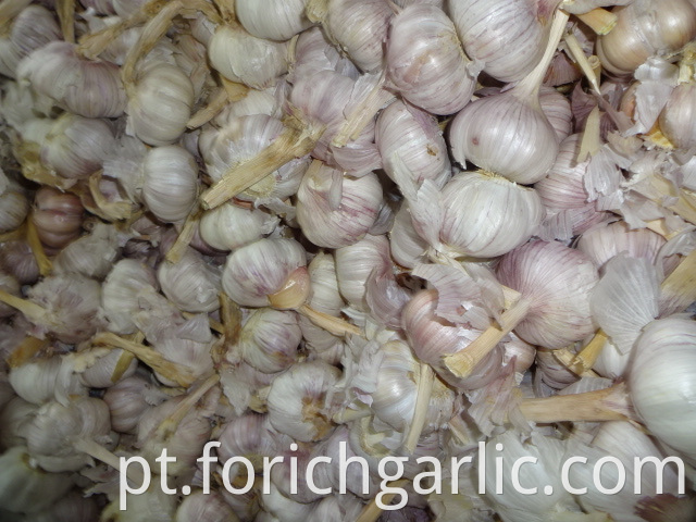 New Crop Fresh Garlic